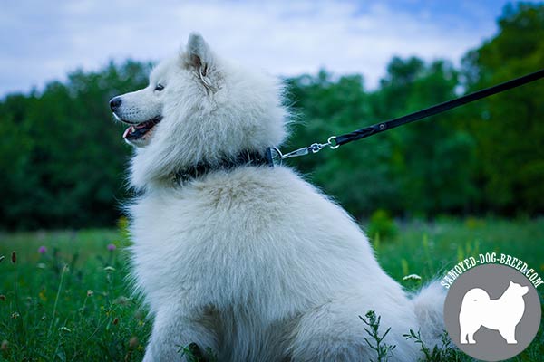 Wide Leather Dog Collar with Spikes and Studs for Samoyed