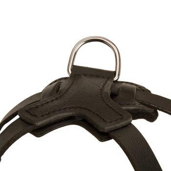 D-ring Attached to Samoyed Harness