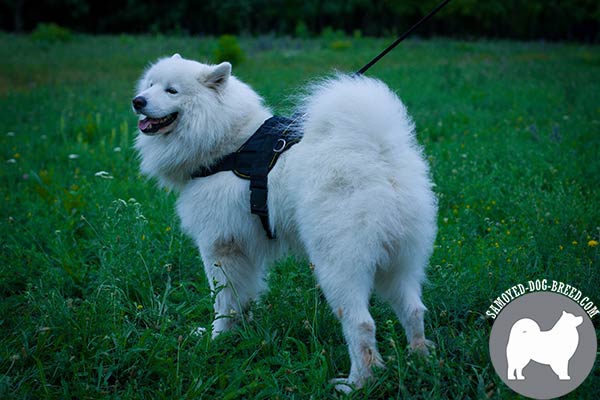 Nylon Samoyed Harness for Obedience Training