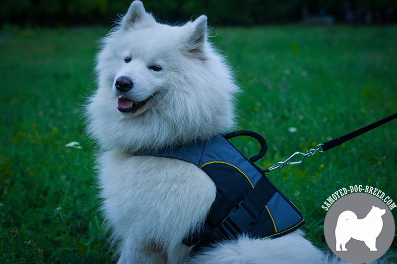 Samoyed harness new arrivals