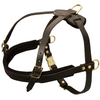 Leather Samoyed Harness for Dog Off Leash Training