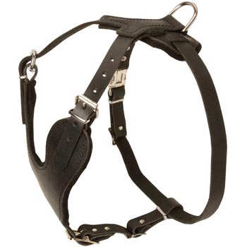 Samoyed Harness for Off-Leash Training