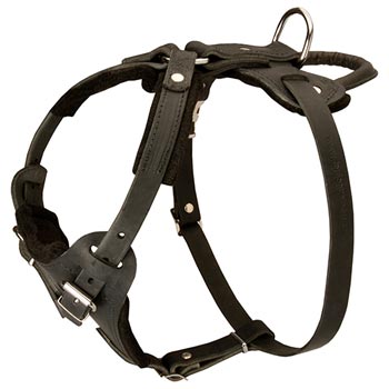 Leather Dog Harness for Samoyed Off Leash Training