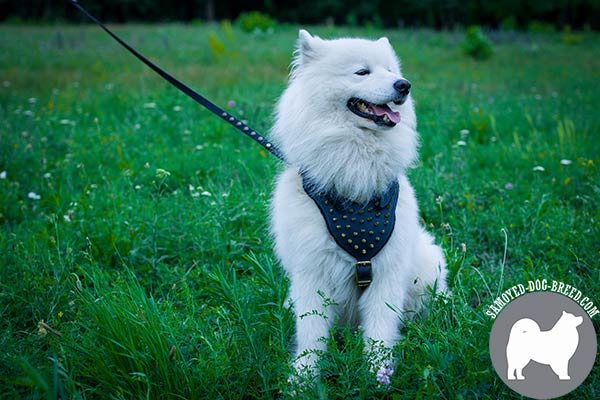 Superb Spiked Leather Samoyed Harness with Padded Breast Plate