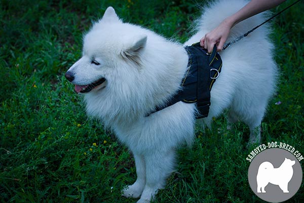 Walking Nylon Samoyed Harness with Strong Handle