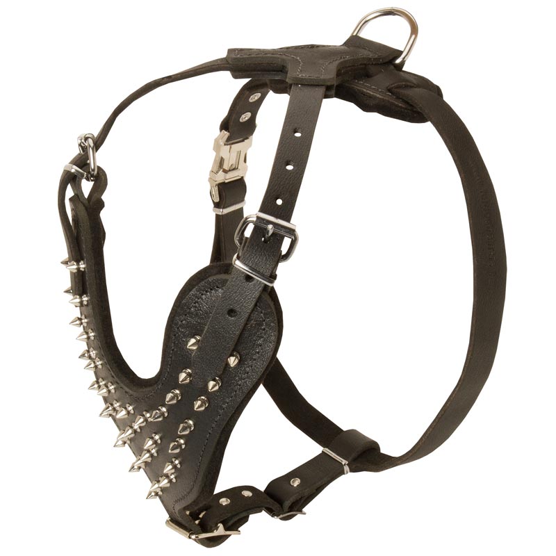 Spiked Leather Samoyed Harness for Fashionable Walking