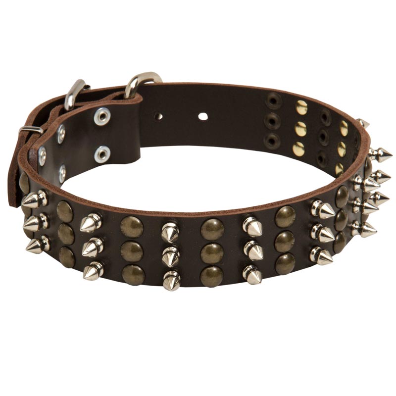 Samoyed Spikes and Studs Rows Leather Dog Collar