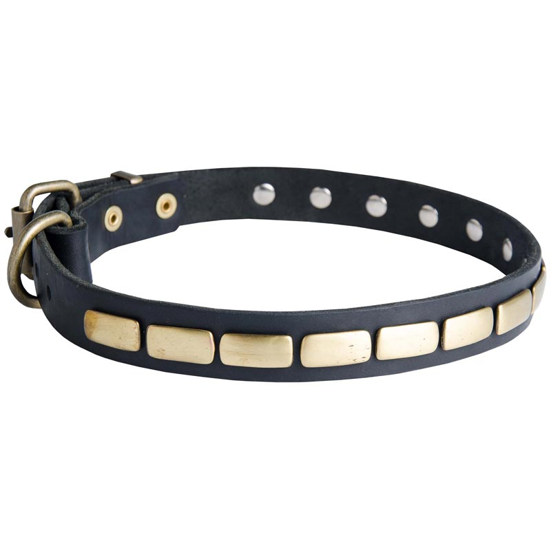 Samoyed Leather Collar Brass Plates 25 mm