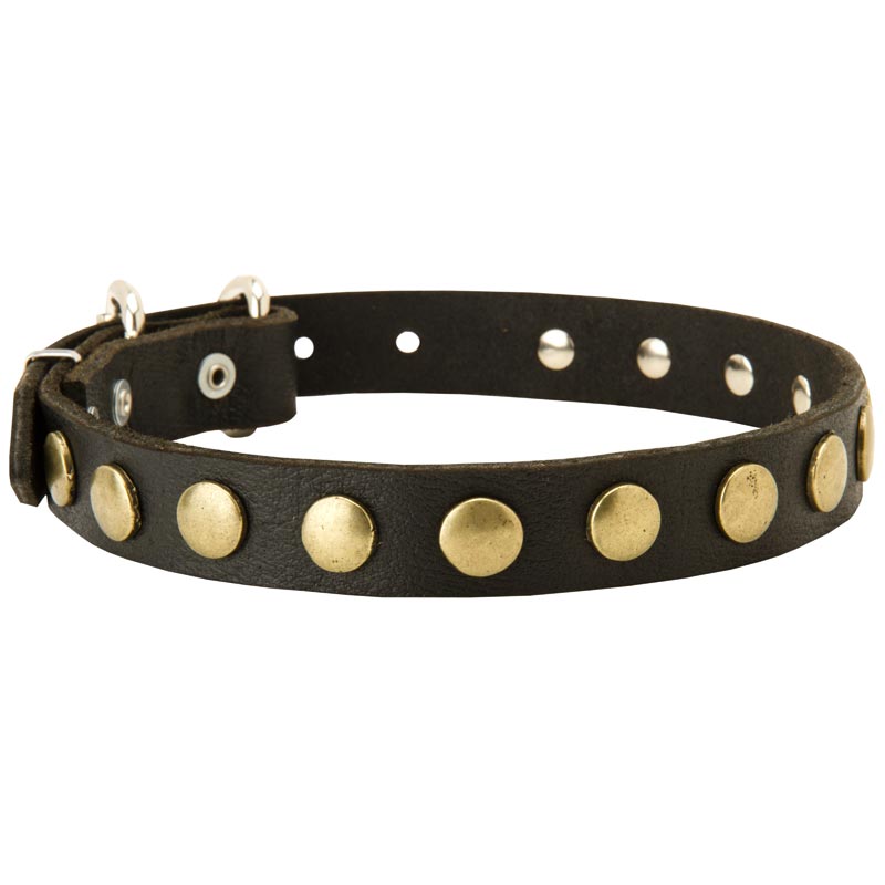 Leather Samoyed Collar with Brass Circles for Fashionable Walking