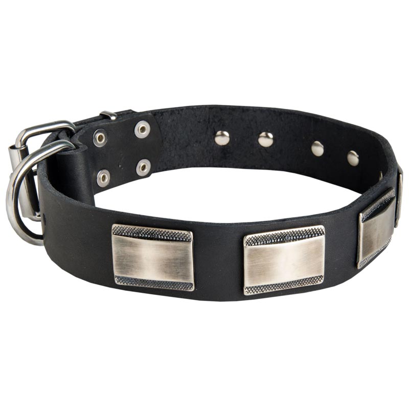 Leather Samoyed Collar Massive Nickel Plates