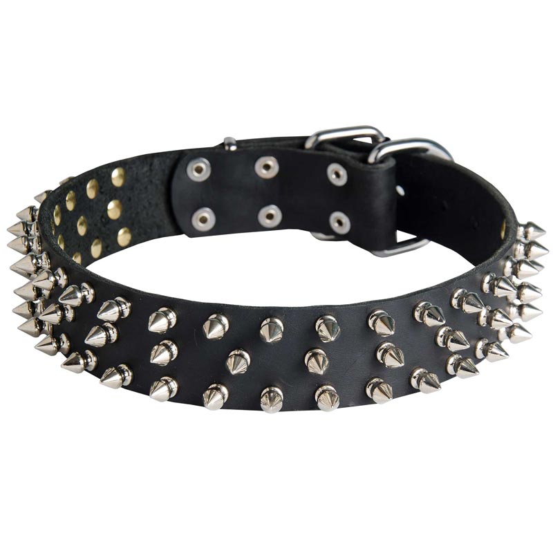 Leather Samoyed Collar with 3 Rows of Nickel Spikes
