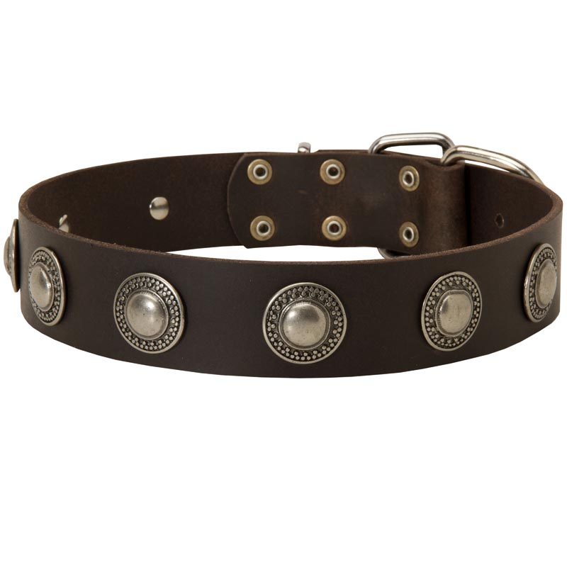 Leather Samoyed Collar Decorated with Silver Conchos