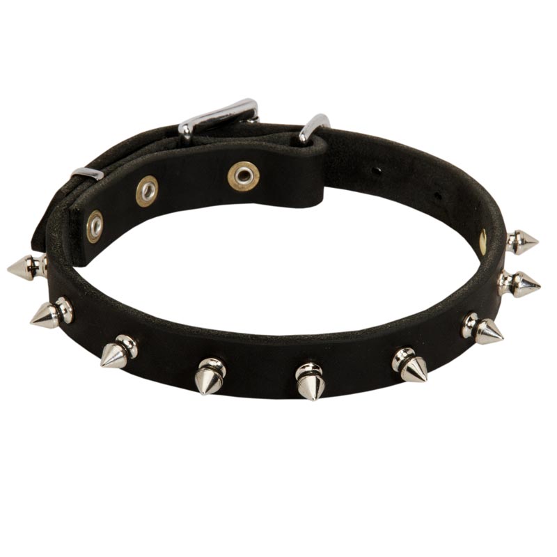 Samoyed Leather Collar Spiked 3/4 Inch