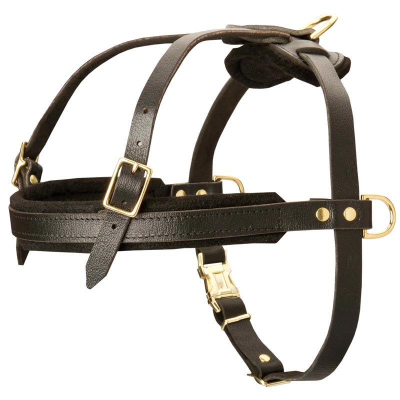 Leather Samoyed Harness for Tracking and Pulling