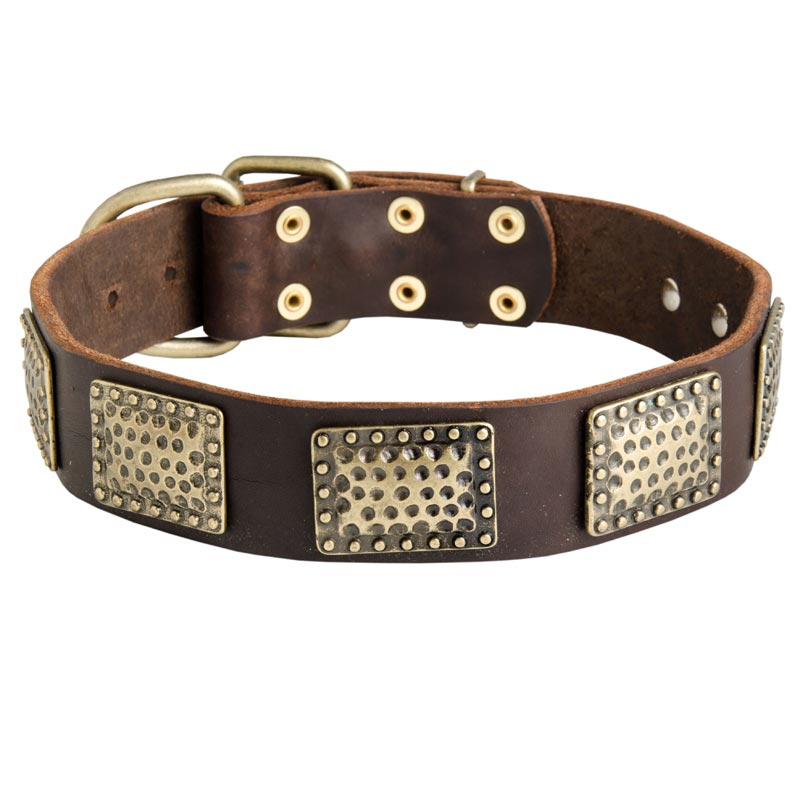 Leather Samoyed Collar with Massive Brass Plates