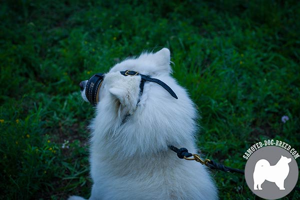Easy Adjustable Leather Samoyed Muzzle