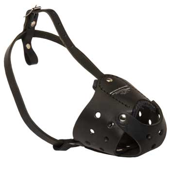 Walking Leather Muzzle for Samoyed