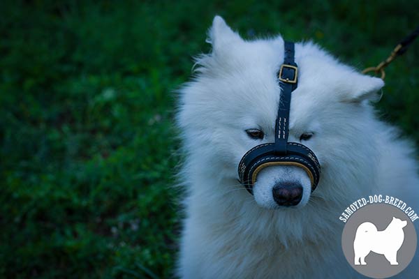 Easy to Use Leather Samoyed Muzzle