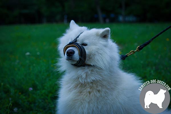 Premium Quality Nappa Padded Leather Samoyed Muzzle 