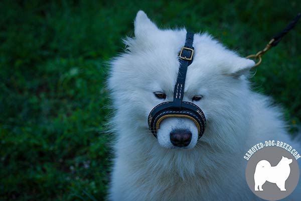 Samoyed Muzzle of Natural Leather