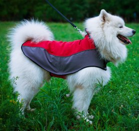 Samoyed Dog Breed Standard